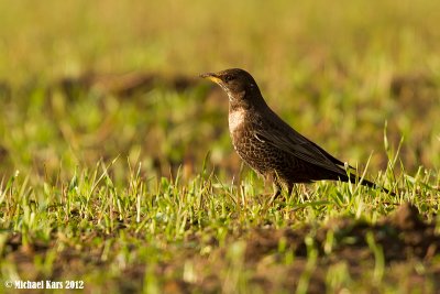 beflijster - ring ouzel 