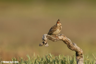 Crested Lark - Kuifleeuwerik