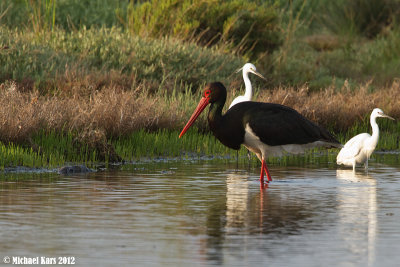 Black Stork - Zwarte Ooievaar