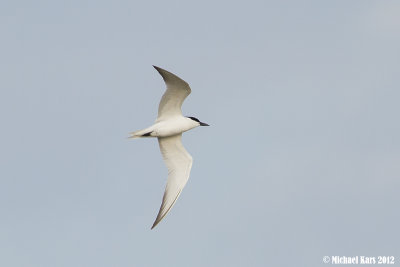 Gull-billed Tern - Lachstern 
