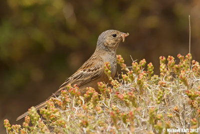 Cretzschmar's Bunting - Bruinkeelortolaan