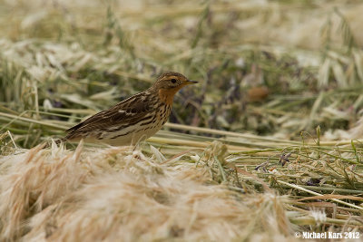 Red-throated Pipit - Roodkeelpieper