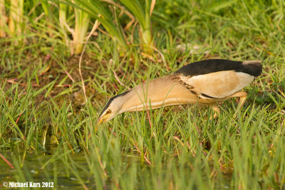 Little Bittern - Woudaap