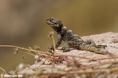 Agama Lizard - Hardoen