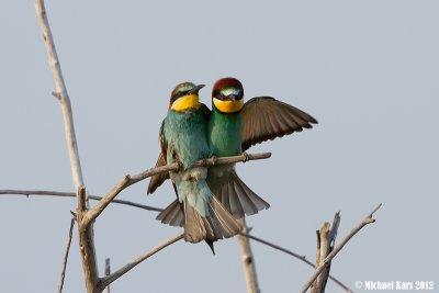 Bee-eater - Bijeneter