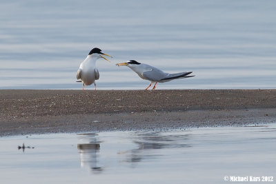 Little Tern - Dwergstern
