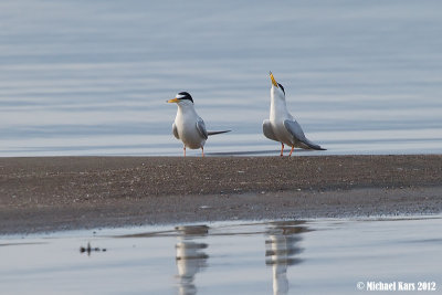 Little Tern - Dwergstern