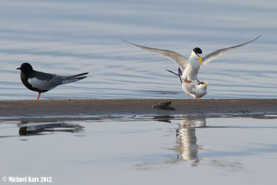Little Tern - Dwergstern