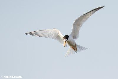 Little tern - Dwergstern