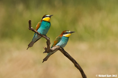 Bee-eater - Bijeneter