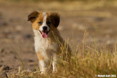 Stray Dog - Zwerfhond 