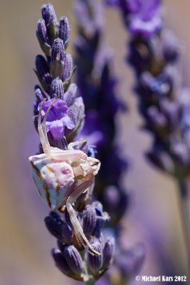 Crabspider - Krabspin 