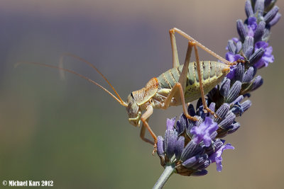 Saddle-backed Bush Cricket - Zadelsprinkhaan