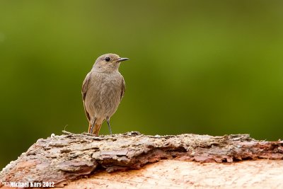 Black Redstart - Zwarte Roodstaart