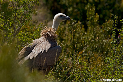 Griffon Vulture - Vale Gier