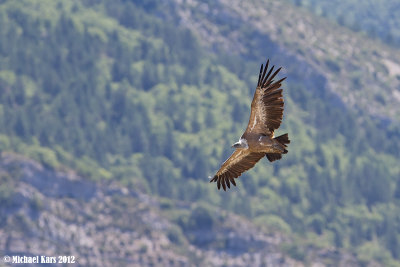 Griffon Vulture - Vale Gier 