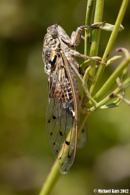 Singing Cicada - Zangcicade
