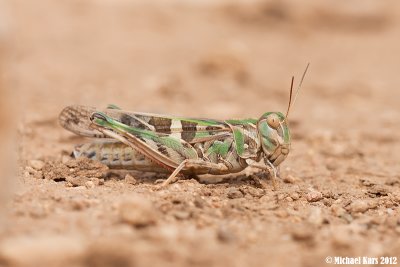 Oedaleus decorus