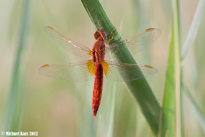 Scarlet Dragonfly - Vuurlibel