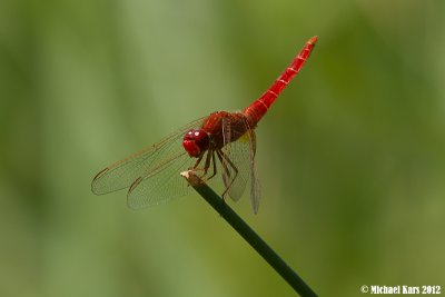 Scarlet Dragonfly - Vuurlibel 