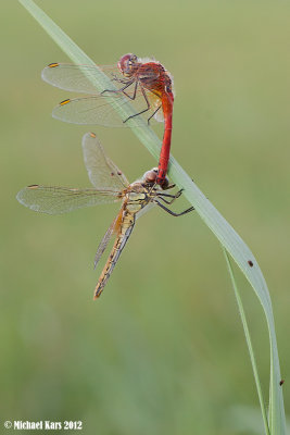Yellow-winged Darter - Geelvlekheidelibel