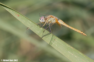 Red-veined Darter - Zwervende Heidelibel