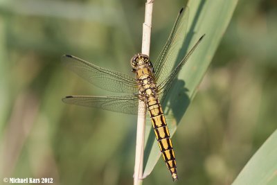 Black-tailed Skimmer - Gewone Oeverlibel