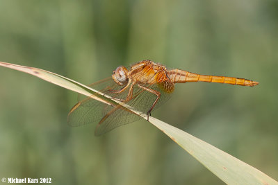 Scarlet Dragonfly - Vuurlibel