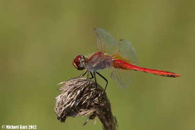Red-veined Darter - Zwervende Heidelibel