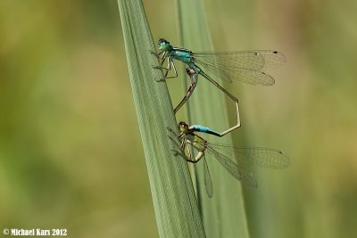 Blue-tailed Damselfly - Lantaarntje