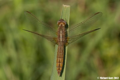 Scarlet Dragonfly - Vuurlibel