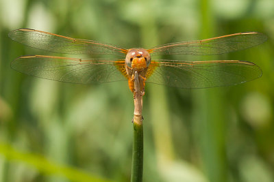 Scarlet Dragonfly - Vuurlibel