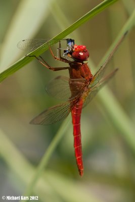 Scarlet - Dragonfly - Vuurlibel 