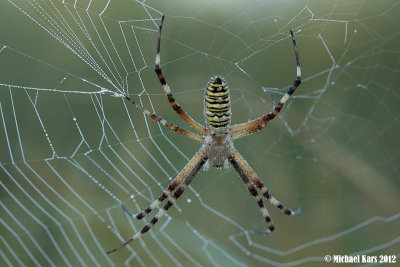 Wasp Spider - Tijgerspin