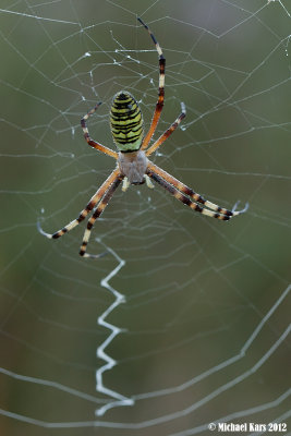 Wasp Spider - Tijgerspin