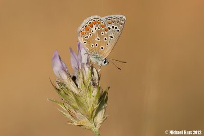 Common Blue - Icarusblauwtje