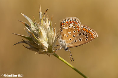 Common Blue - Icarusblauwtje