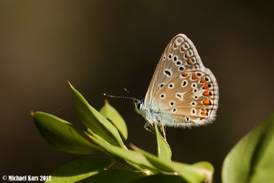 Common Blue - Icarusblauwtje