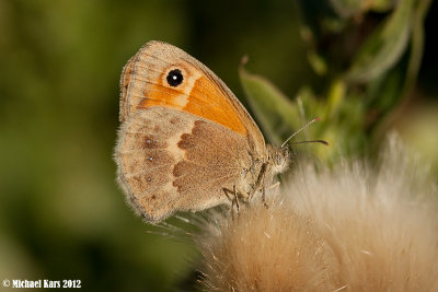 Small Heath - Hooibeestje
