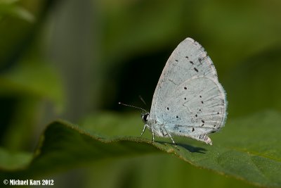 Holly Blue - Boomblauwtje 