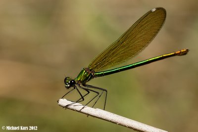 Banded Demoiselle - Weidebeekjuffer 