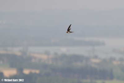 Aline Swift - Alpengierzwaluw 