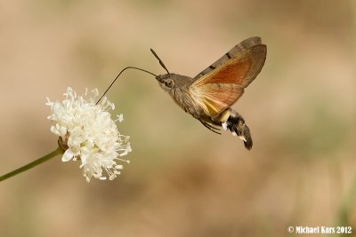 Hummingbird Hawk Moth - Kolibrievlinder 