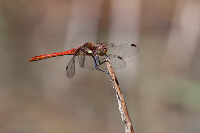 Common Darter - Bruinrode Heidelibel