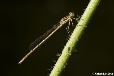 Brown Emerals Damselfly - Bruine Winterjuffer