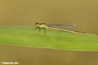 Blue-tailed Damselfly - Lantaarntje