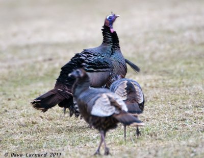 DSC_1456.jpg