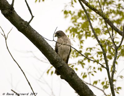 DSC_1777.jpg