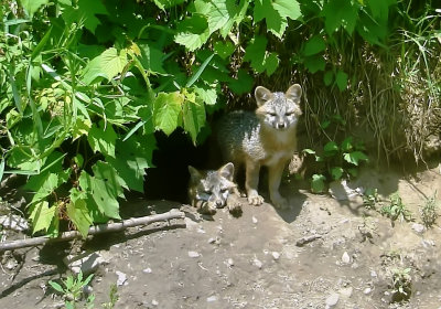 GREYFOX3.jpg