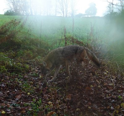 coyote2.jpg